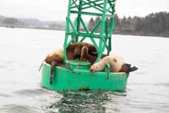 Sitka-AK-USA-5-B5037005