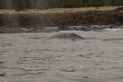 Sitka-AK-USA-50-B5037221