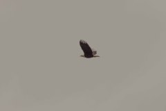 Sitka-AK-USA-52-B5037238
