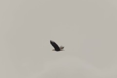 Sitka-AK-USA-53-B5037239