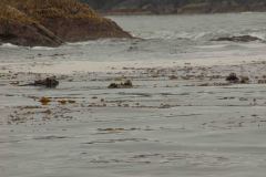 Sitka-AK-USA-55-B5037243