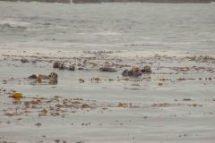 Sitka-AK-USA-61-B5037265