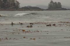 Sitka-AK-USA-62-B5037269