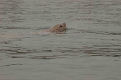Sitka-AK-USA-67-B5037297