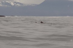Sitka-AK-USA-7-B5037009