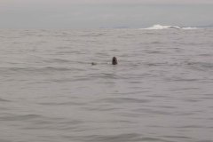 Sitka-AK-USA-9-B5037014