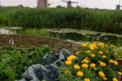 Kinderdijk-Netherlands-28-P7247753