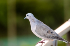Iguazu Falls Argentina