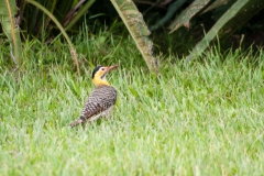 Iguazu Falls Argentina