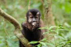 Iguazu Falls Argentina