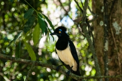 Iguazu Falls Argentina