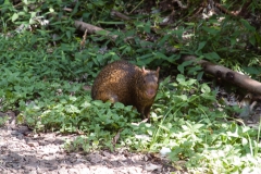 Iguazu Falls Argentina