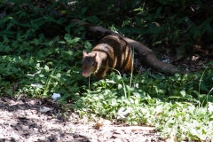 Iguazu Falls Argentina