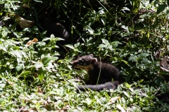 Iguazu Falls Argentina
