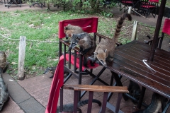 Iguazu Falls Argentina