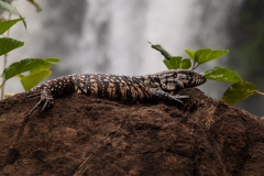 Iguazu Falls Argentina