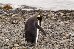 Walk with Penguins