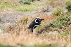 Stanley Falkland Islands