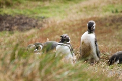 Stanley Falkland Islands
