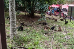 Iguazu Falls Argentina
