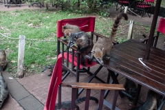 Iguazu Falls Argentina