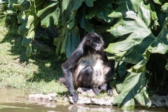 Buesnos Aires Zoo