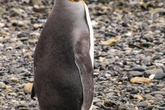 Walk with Penguins