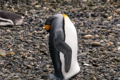 Walk with Penguins