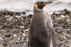 Walk with Penguins