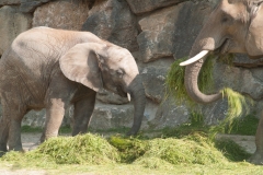 Tiergarten Schönbrunn (Imperial Zoo), Vienna Austria, June 2017