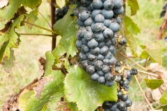 2015 Montevideo Uruguay