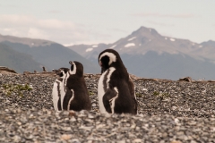 Walk with Penguins