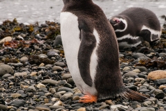Walk with Penguins