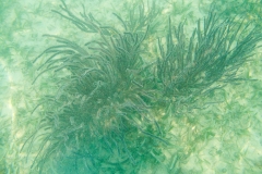 Roaton Honduras 2013